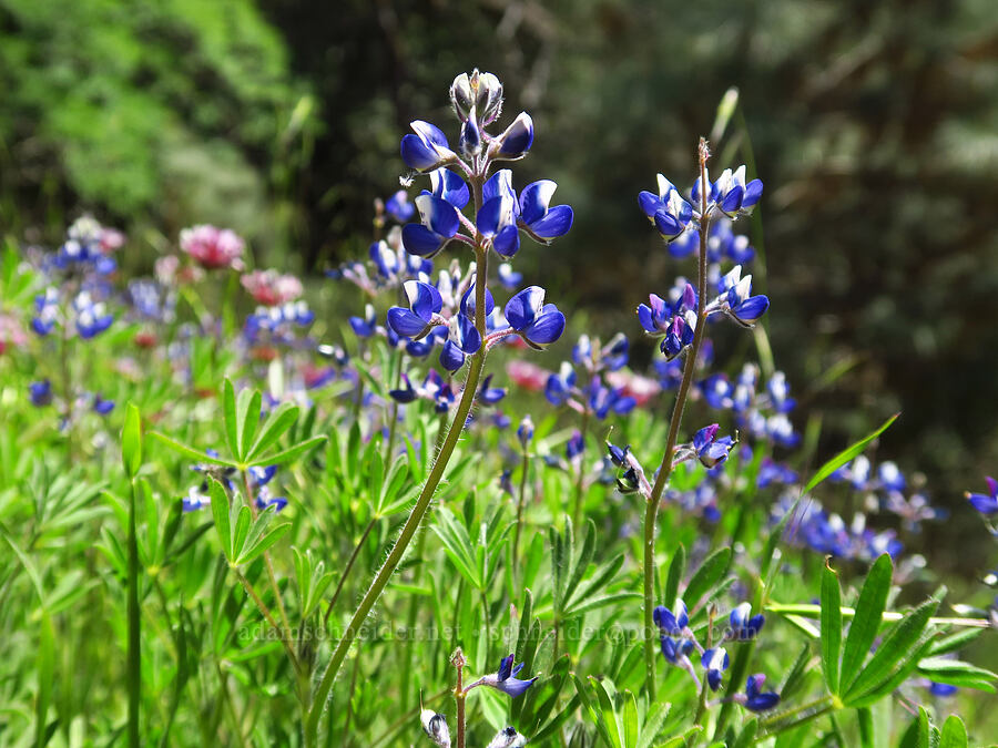 miniature lupines (Lupinus bicolor) [Corral Trail, Henry W. Coe State Park, Santa Clara County, California]