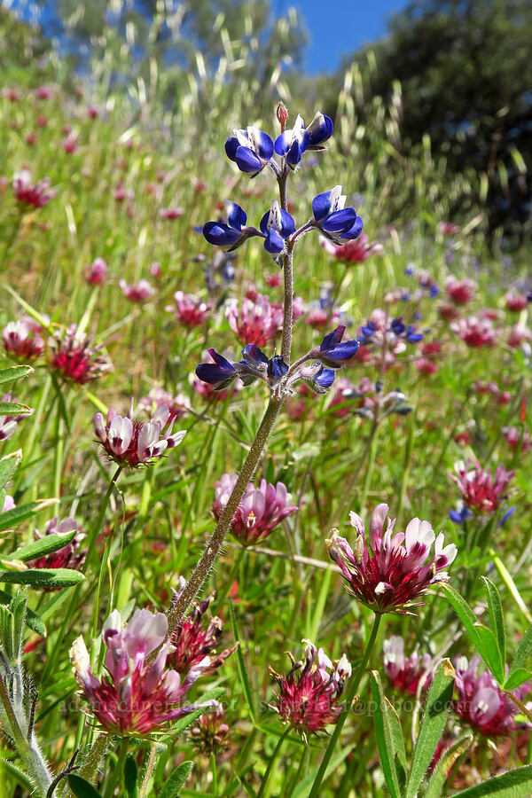 miniature lupine & tomcat clover (Lupinus bicolor, Trifolium willdenovii) [Corral Trail, Henry W. Coe State Park, Santa Clara County, California]