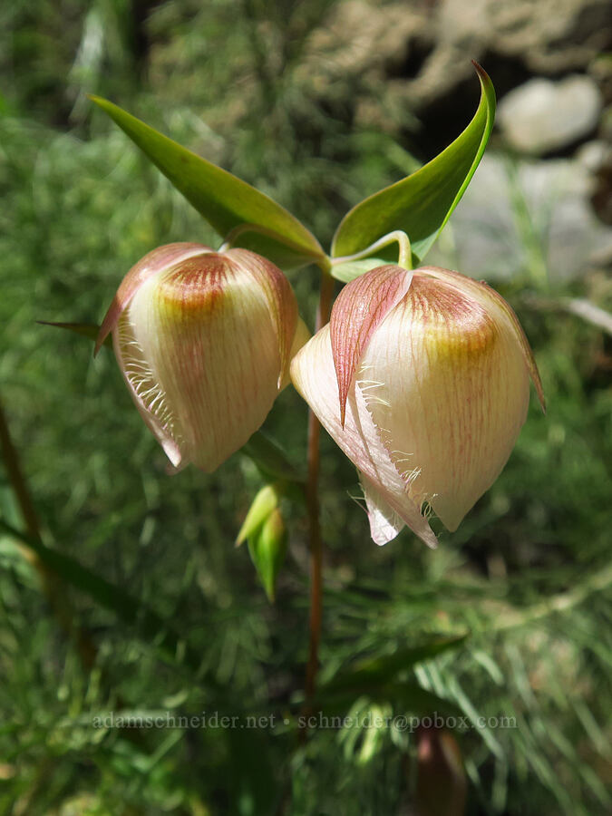 white globe lilies (fairy lanterns) (Calochortus albus) [East Dunne Avenue, Morgan Hill, Santa Clara County, California]