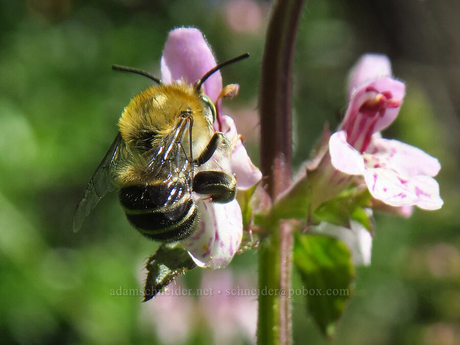 California digger bee on bugle hedge-nettle (Anthophora californica, Stachys ajugoides) [East Dunne Avenue, Morgan Hill, Santa Clara County, California]