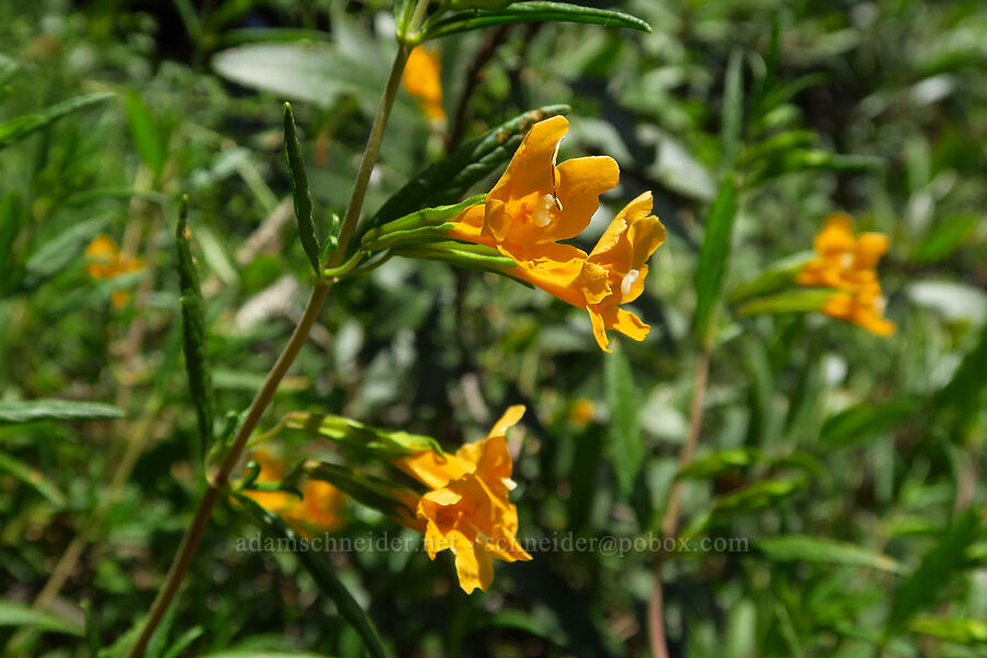 sticky monkeyflower (Diplacus aurantiacus (Mimulus aurantiacus)) [East Dunne Avenue, Morgan Hill, Santa Clara County, California]