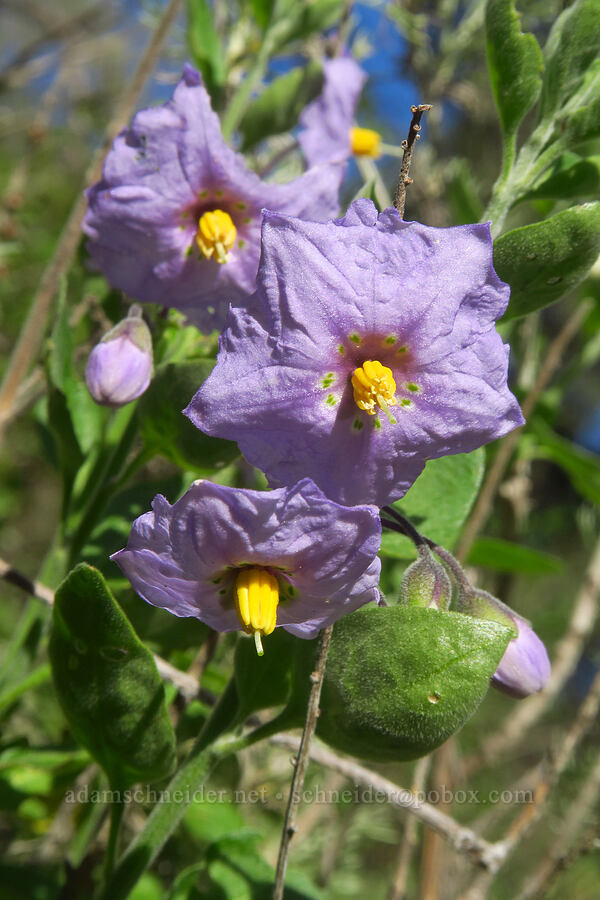 blue-witch nightshade (Solanum umbelliferum) [Hunting Hollow Road, Henry W. Coe State Park, Santa Clara County, California]