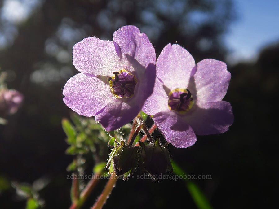 fiesta flowers (Pholistoma auritum) [Hunting Hollow Road, Henry W. Coe State Park, Santa Clara County, California]