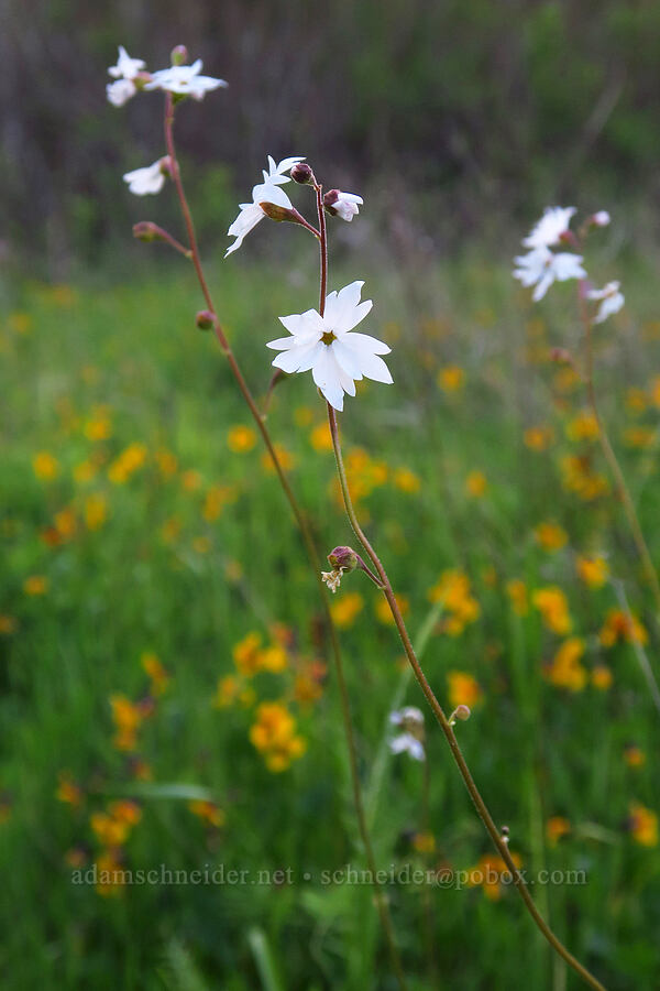 woodland stars (Lithophragma parviflorum) [Hunting Hollow Road, Henry W. Coe State Park, Santa Clara County, California]