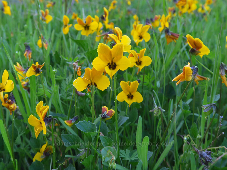 California violets (Viola pedunculata) [Hunting Hollow Road, Henry W. Coe State Park, Santa Clara County, California]