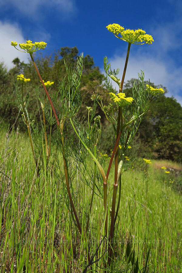 common lomatium (spring gold) (Lomatium utriculatum) [California SR-25, San Benito County, California]