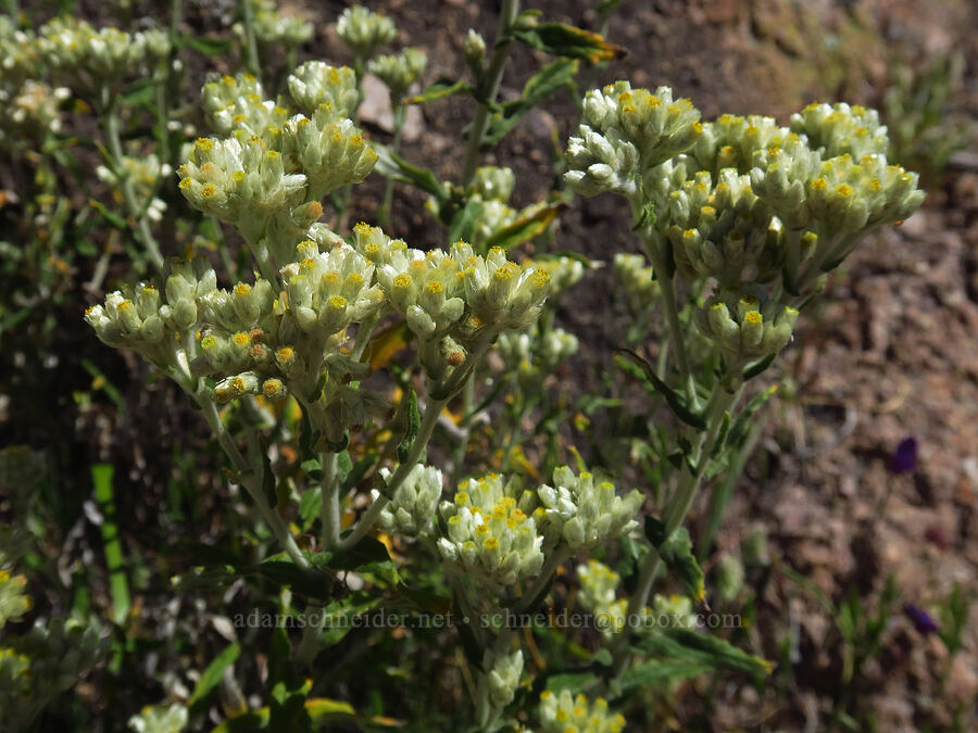 two-color cudweed (Pseudognaphalium biolettii (Gnaphalium bicolor)) [Condor Gulch Trail, Pinnacles National Park, San Benito County, California]