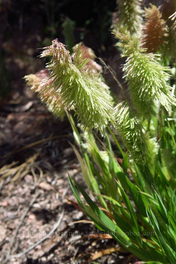 goldentop grass (Lamarckia aurea) [Condor Gulch Trail, Pinnacles National Park, San Benito County, California]
