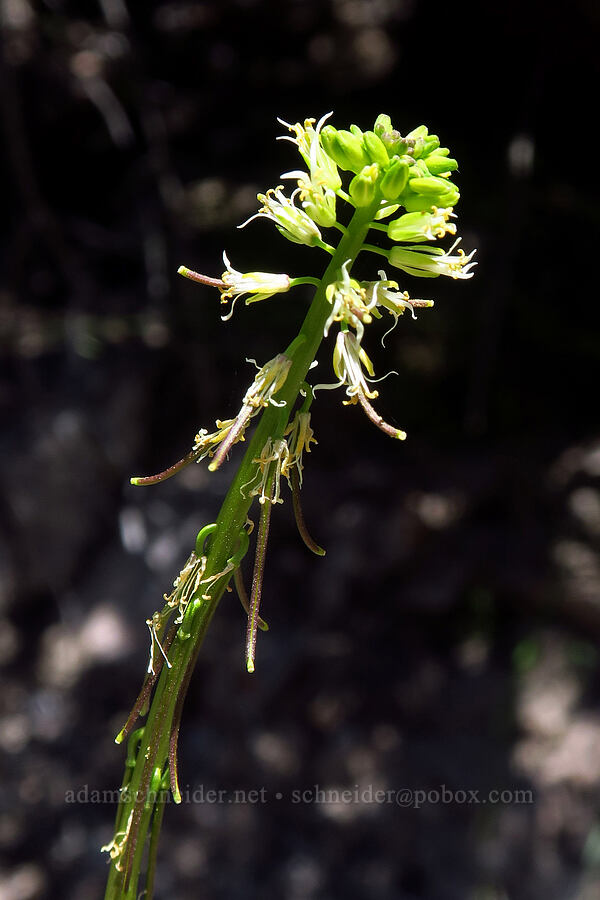 California mustard (Caulanthus lasiophyllus (Guillenia lasiophylla)) [Condor Gulch Trail, Pinnacles National Park, San Benito County, California]