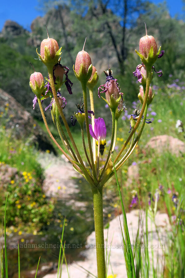 Padre's shooting star seed capsules (Dodecatheon clevelandii (Primula clevelandii)) [Condor Gulch Overlook, Pinnacles National Park, San Benito County, California]