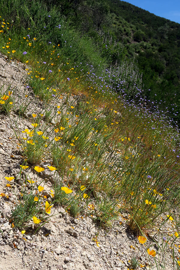 foothill poppies & California gilia (Eschscholzia caespitosa, Gilia achilleifolia ssp. achilleifolia) [Condor Gulch Trail, Pinnacles National Park, San Benito County, California]