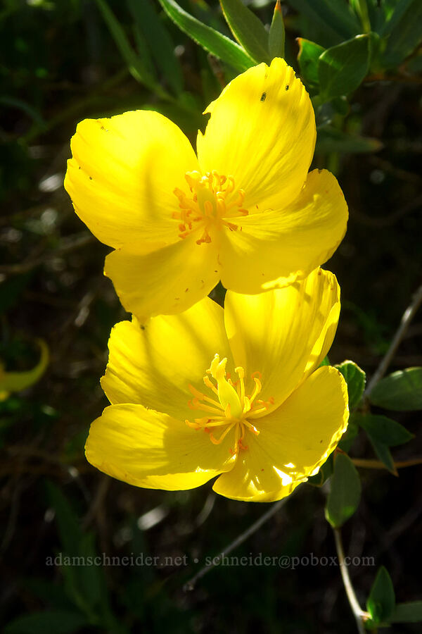 bush poppy (Dendromecon rigida) [Condor Gulch Trail, Pinnacles National Park, San Benito County, California]