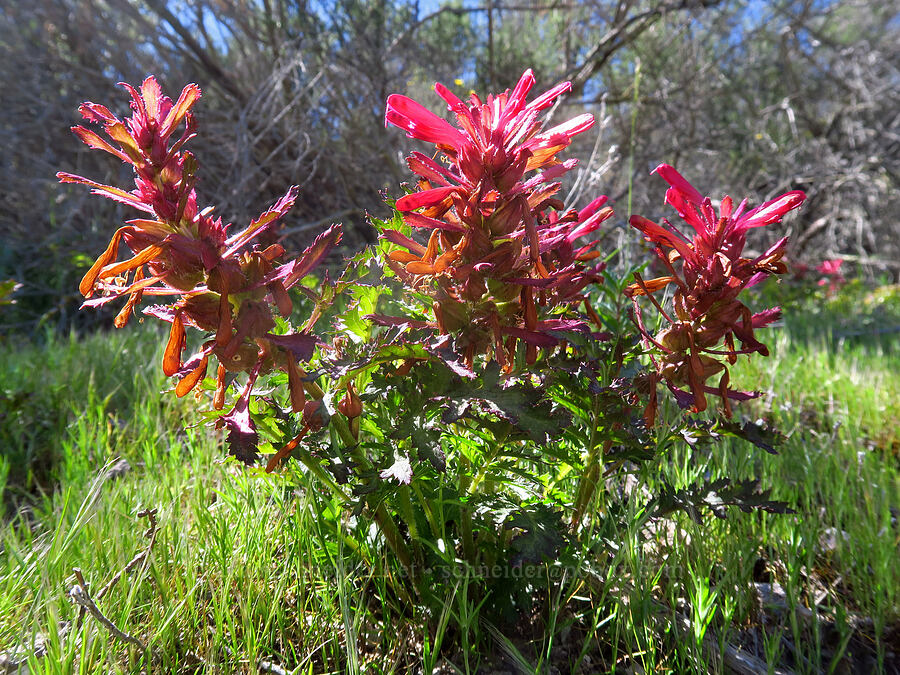 warrior's-plume lousewort (Pedicularis densiflora) [Condor Gulch Trail, Pinnacles National Park, San Benito County, California]