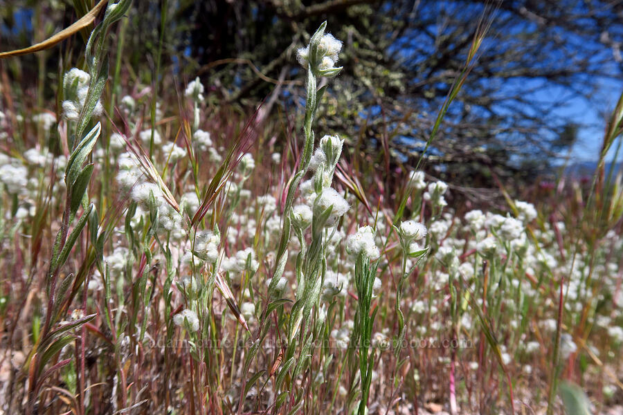 slender cottonweed (Micropus californicus) [Condor Gulch Trail, Pinnacles National Park, San Benito County, California]