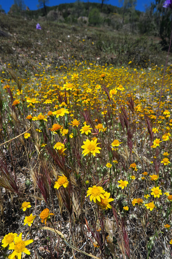 California goldfields (Lasthenia californica) [Condor Gulch Trail, Pinnacles National Park, San Benito County, California]