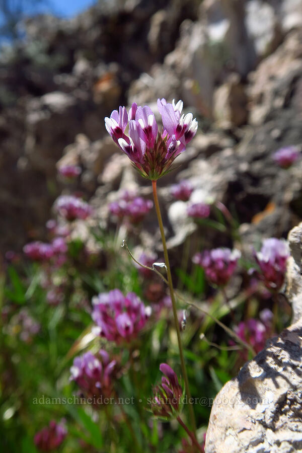 tomcat clover (Trifolium willdenovii) [Condor Gulch Trail, Pinnacles National Park, San Benito County, California]