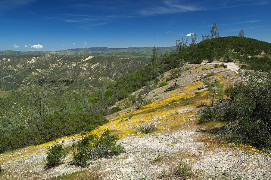 California goldfields (Lasthenia californica) [High Peaks Trail, Pinnacles National Park, San Benito County, California]