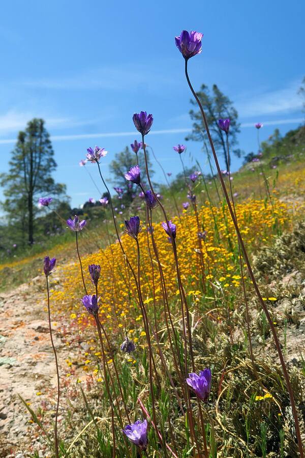 blue dicks & goldfields (Dichelostemma capitatum (Dipterostemon capitatus), Lasthenia californica) [High Peaks Trail, Pinnacles National Park, San Benito County, California]