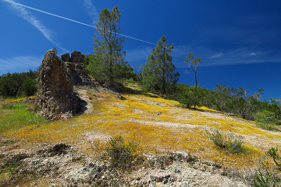 California goldfields (Lasthenia californica) [High Peaks Trail, Pinnacles National Park, San Benito County, California]