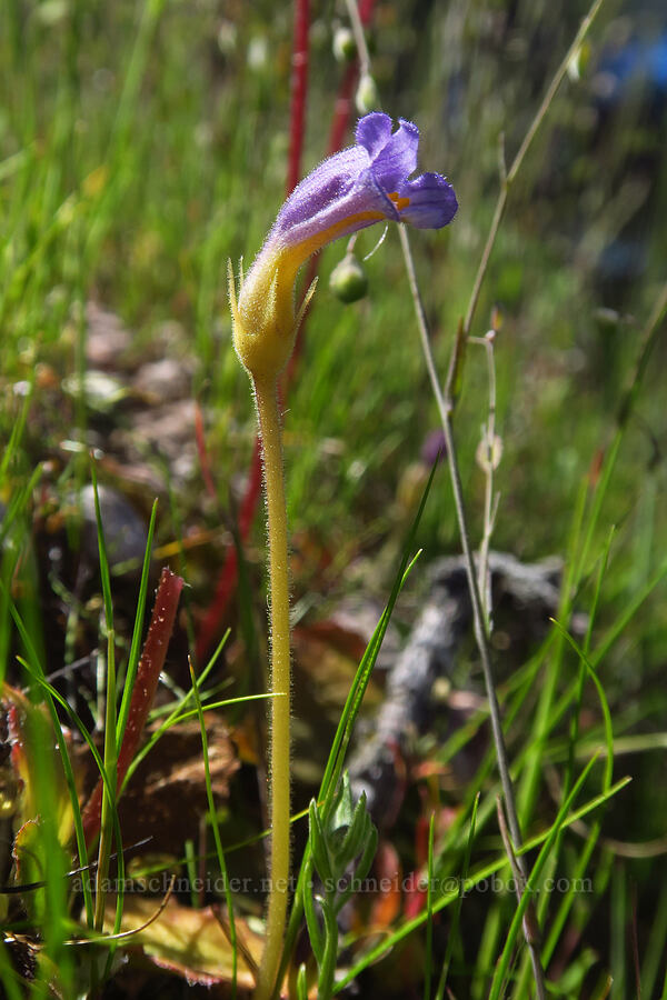 naked broomrape (Aphyllon purpureum (Orobanche uniflora)) [High Peaks Trail, Pinnacles National Park, San Benito County, California]