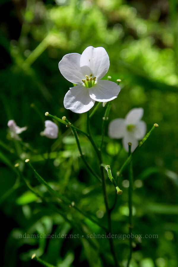 milkmaids (California toothwort) (Cardamine californica) [High Peaks Trail, Pinnacles National Park, San Benito County, California]