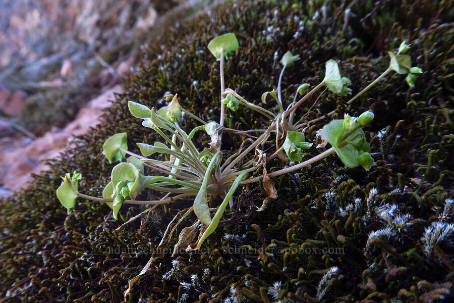 narrow-leaved miner's lettuce (Claytonia parviflora (Montia parviflora)) [High Peaks Trail, Pinnacles National Park, San Benito County, California]