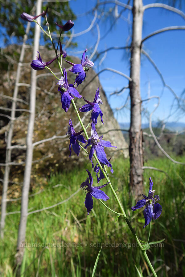 spreading larkspur (Delphinium patens) [High Peaks Trail, Pinnacles National Park, San Benito County, California]