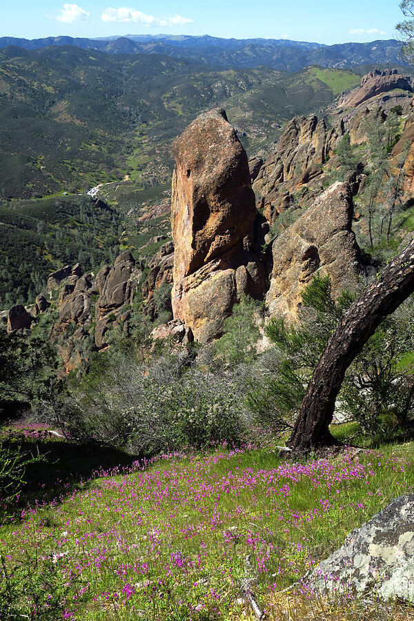 pinnacles & shooting stars (Dodecatheon clevelandii (Primula clevelandii)) [High Peaks Trail, Pinnacles National Park, San Benito County, California]