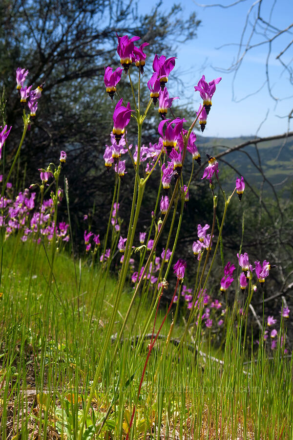 Padre's shooting stars (Dodecatheon clevelandii (Primula clevelandii)) [High Peaks Trail, Pinnacles National Park, San Benito County, California]