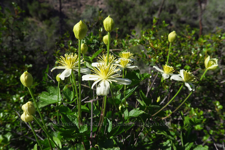 pipe-stem clematis (Clematis lasiantha) [High Peaks Trail, Pinnacles National Park, San Benito County, California]