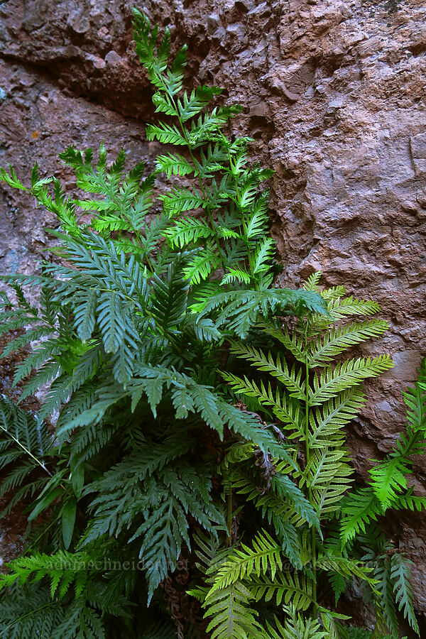 giant chain fern (Woodwardia fimbriata) [Moses Spring Trail, Pinnacles National Park, San Benito County, California]