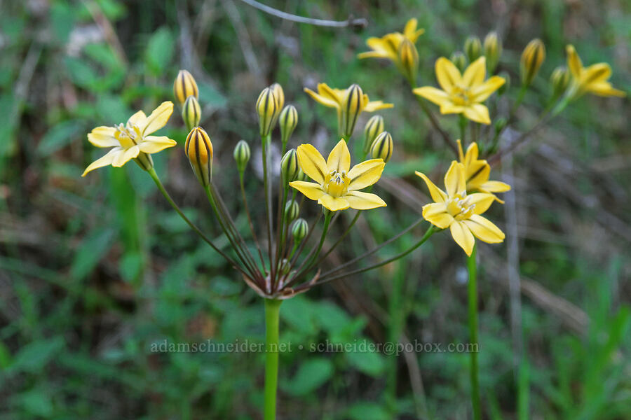 Coast Range triplet lily (Triteleia lugens) [Moses Spring Trail, Pinnacles National Park, San Benito County, California]