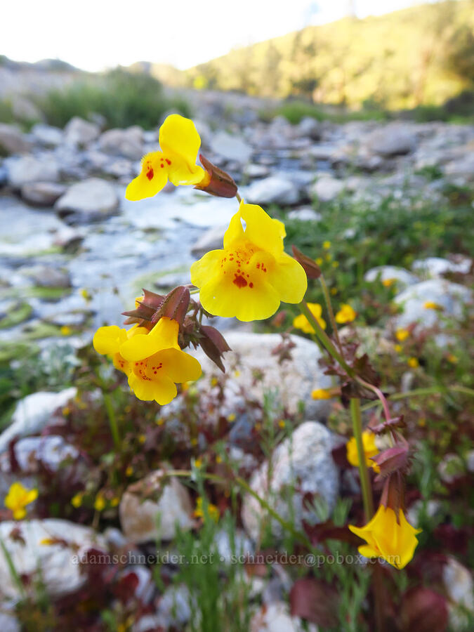 yellow monkeyflower (Erythranthe guttata (Mimulus guttatus)) [Chalone Creek, Pinnacles National Park, San Benito County, California]