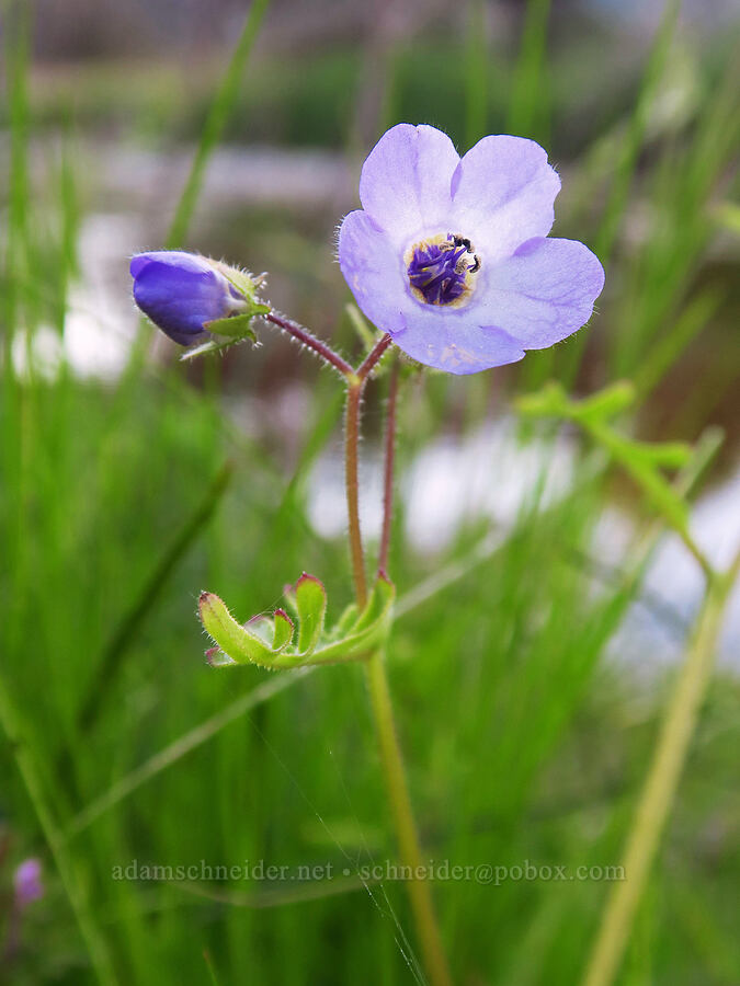 fiesta flower (Pholistoma auritum) [Chalone Creek, Pinnacles National Park, San Benito County, California]