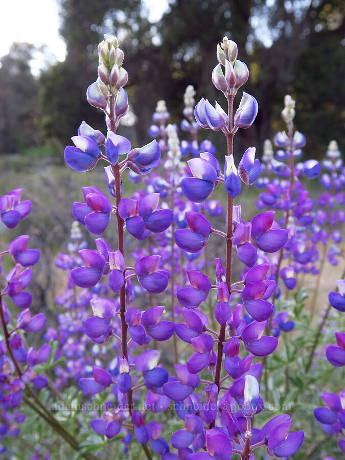 arroyo lupine (Lupinus succulentus) [Old Pinnacles Trail, Pinnacles National Park, San Benito County, California]