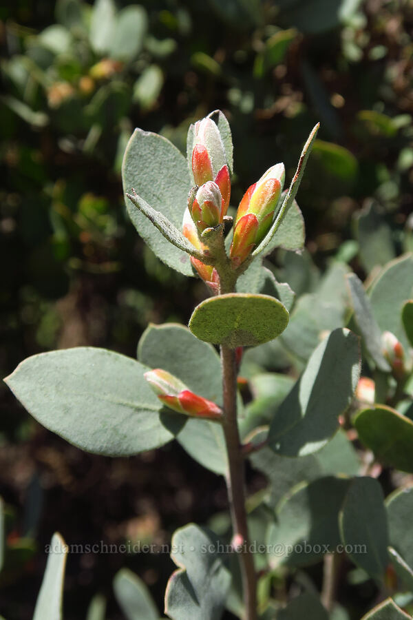 Bonny Doon manzanita leaf buds (Arctostaphylos silvicola) [Bonny Doon Ecological Reserve, Santa Cruz County, California]