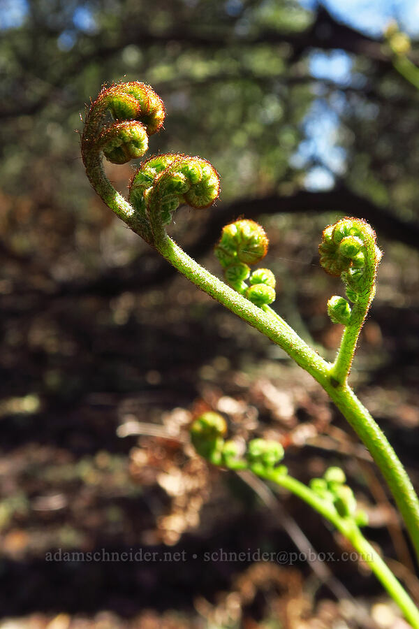 bracken fern fiddleheads (Pteridium aquilinum) [Bonny Doon Ecological Reserve, Santa Cruz County, California]