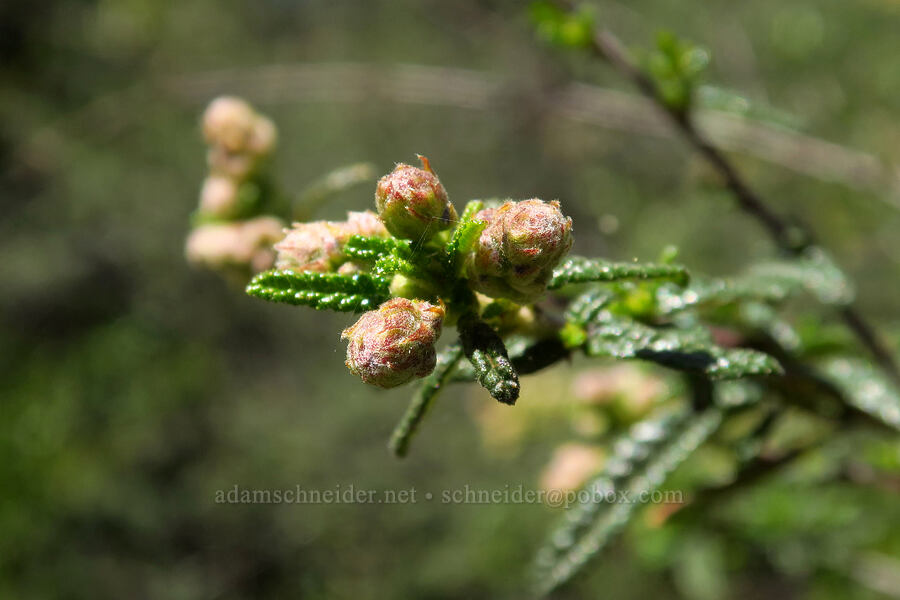 wart-leaf ceanothus, budding (Ceanothus papillosus) [Bonny Doon Ecological Reserve, Santa Cruz County, California]