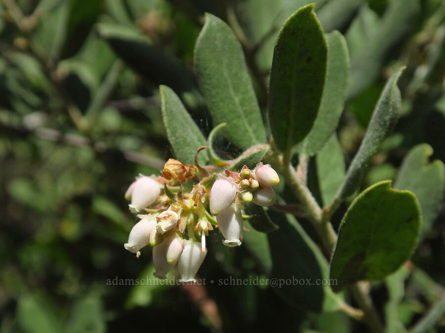 brittle-leaf manzanita flowers (Arctostaphylos crustacea ssp. crinita) [Bonny Doon Ecological Reserve, Santa Cruz County, California]