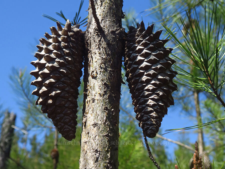 knobcone pine cones (Pinus attenuata) [Bonny Doon Ecological Reserve, Santa Cruz County, California]