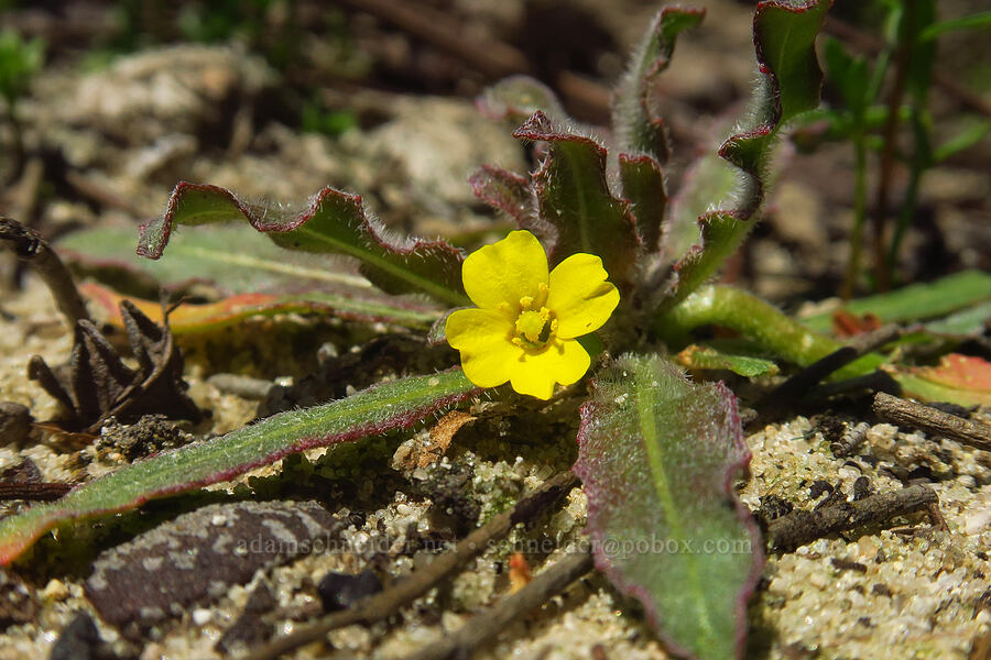 miniature sun-cup (Spencer primrose) (Camissoniopsis micrantha (Camissonia micrantha)) [Bonny Doon Ecological Reserve, Santa Cruz County, California]