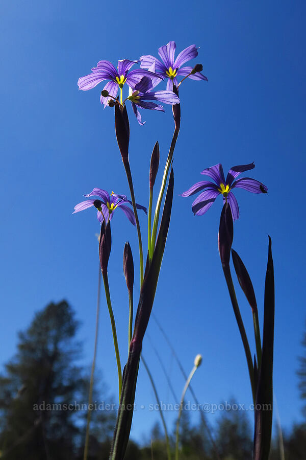 western blue-eyed grass (Sisyrinchium bellum) [Marshall Field, UCSC, Santa Cruz, California]