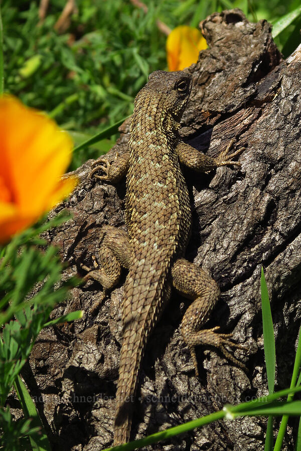 Coast Range fence lizard (Sceloporus occidentalis bocourtii) [Moore Creek Preserve, Santa Cruz, California]