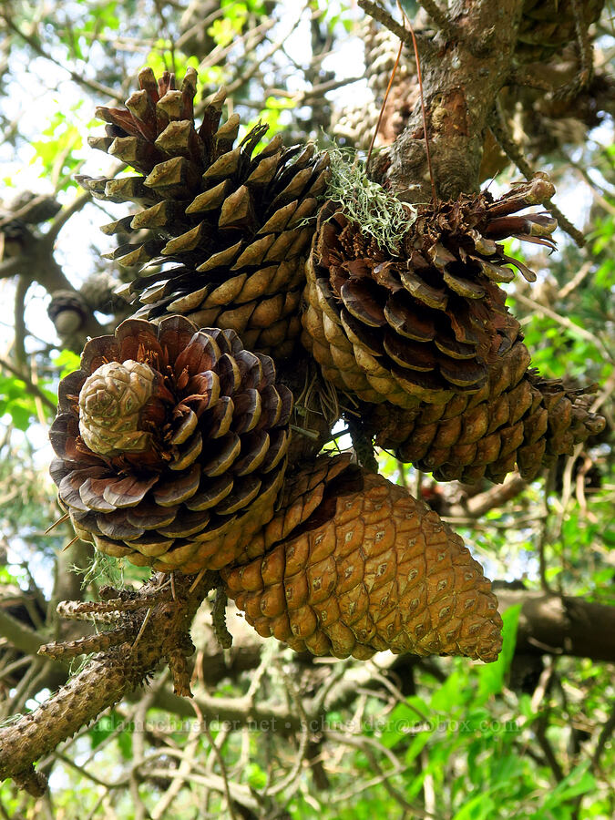 Monterey pine cones (Pinus radiata) [Skyline-to-the-Sea Trail, Big Basin Redwoods State Park, Santa Cruz County, California]
