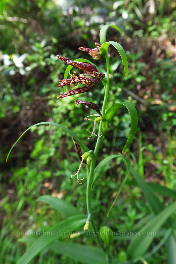 chocolate lily, past its prime (Fritillaria affinis) [Skyline-to-the-Sea Bypass Trail, Big Basin Redwoods State Park, Santa Cruz County, California]