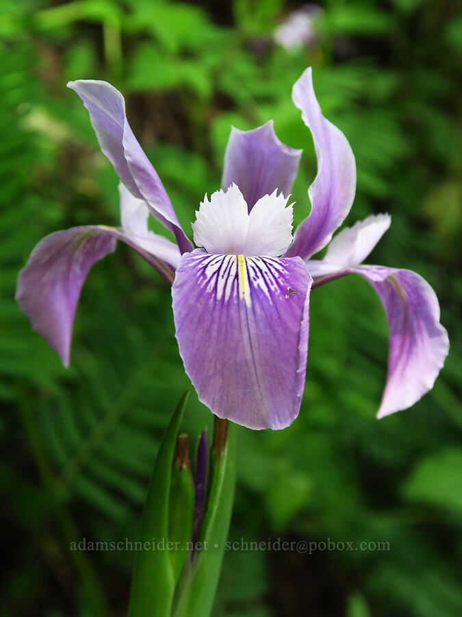 Douglas' iris (Iris douglasiana) [Skyline-to-the-Sea Bypass Trail, Big Basin Redwoods State Park, Santa Cruz County, California]