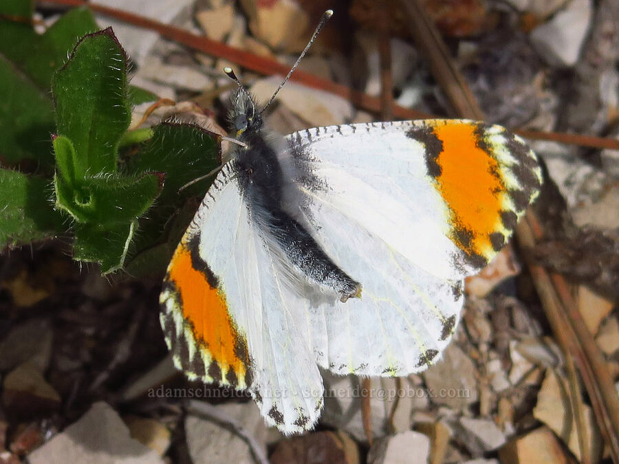 Sara orange-tip butterfly (female) (Anthocharis sara) [Skyline-to-the-Sea Bypass Trail, Big Basin Redwoods State Park, Santa Cruz County, California]