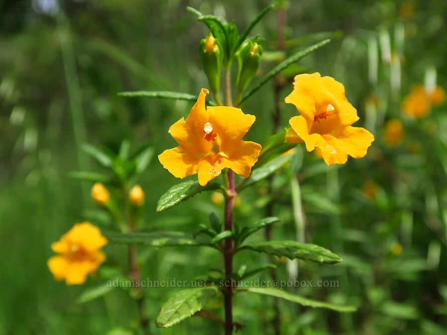sticky monkeyflower (Diplacus aurantiacus (Mimulus aurantiacus)) [Skyline-to-the-Sea Bypass Trail, Big Basin Redwoods State Park, Santa Cruz County, California]