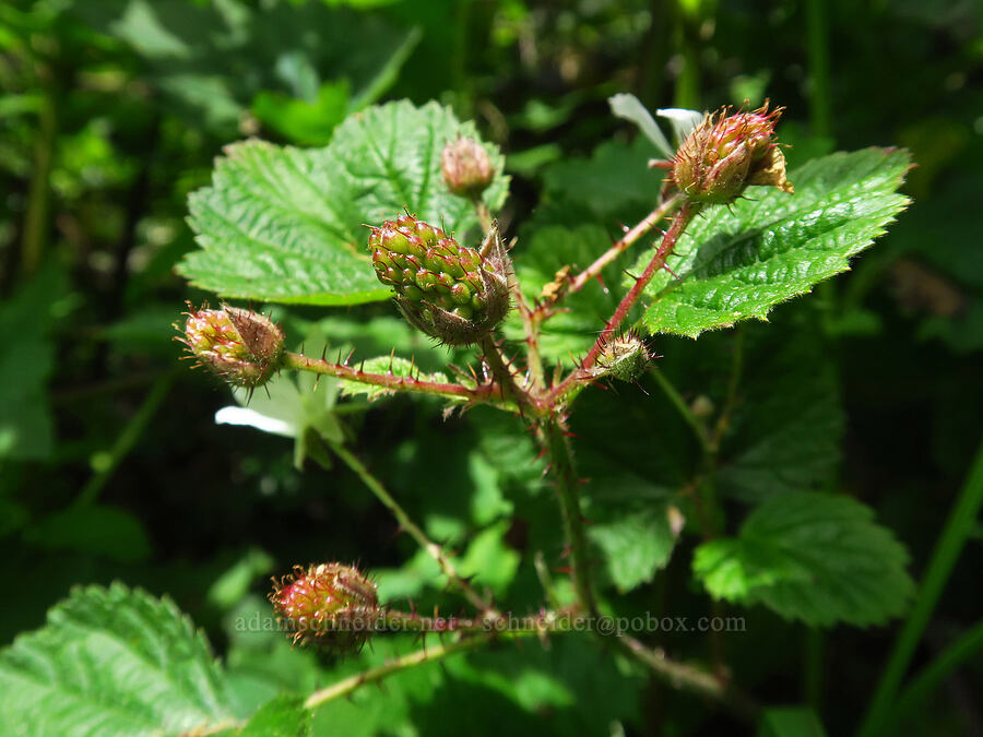 California blackberries (Rubus ursinus) [Skyline-to-the-Sea Bypass Trail, Big Basin Redwoods State Park, Santa Cruz County, California]