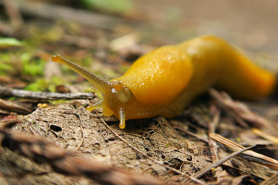 California banana slug (Ariolimax californicus) [Skyline-to-the-Sea Bypass Trail, Big Basin Redwoods State Park, Santa Cruz County, California]